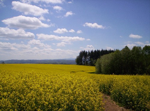 Les colzas
Champs de colza dans l'Allier
Mots-clés: Allier campagne