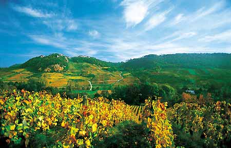 vignes
le jura et ses vins
Mots-clés: vin Jura