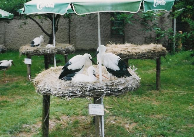 Unawhir :: Elevage de cigognes centre de réintroduction
Mots-clés: cigognes Unawhir