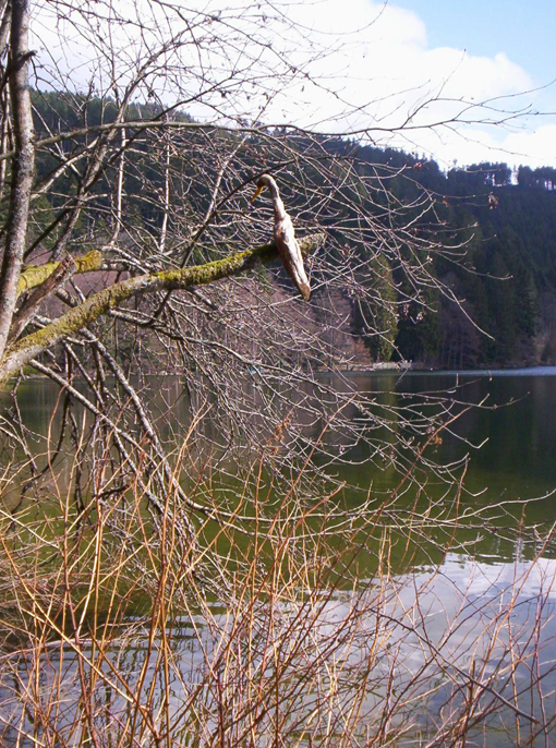 Sculpture en bois sur le lac de Gérardmer
lac de gérardmer 
Mots-clés: Gérardmer