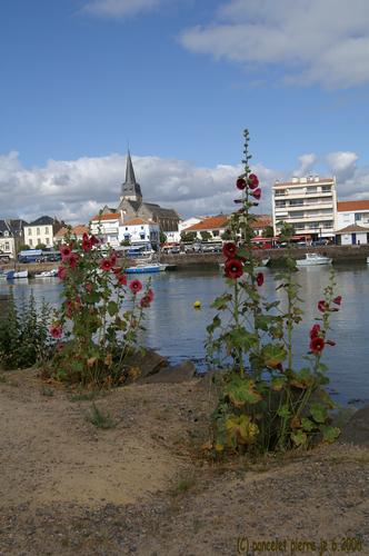 Saint-Gilles croix de vie
les roses trémières laissent deviner le port avec en toile de fond l'église de st gilles
Mots-clés: Saint-Gilles-Croix-de-vie