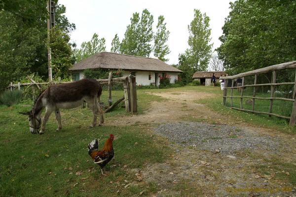 La bourrine à Rosalie : maison typique vendéenne
Maison typique de vendée où le coq et l'âne son venu renforcer le décor
Mots-clés: Vendée maison