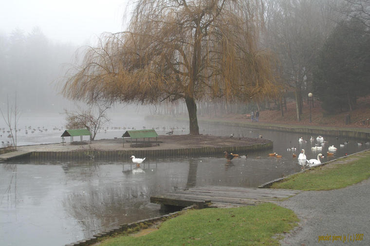 lac gelé de Forges Les Eaux
promenade dans la brume autour du lac gelé de Forges Les Eaux (en pays de Bray )
