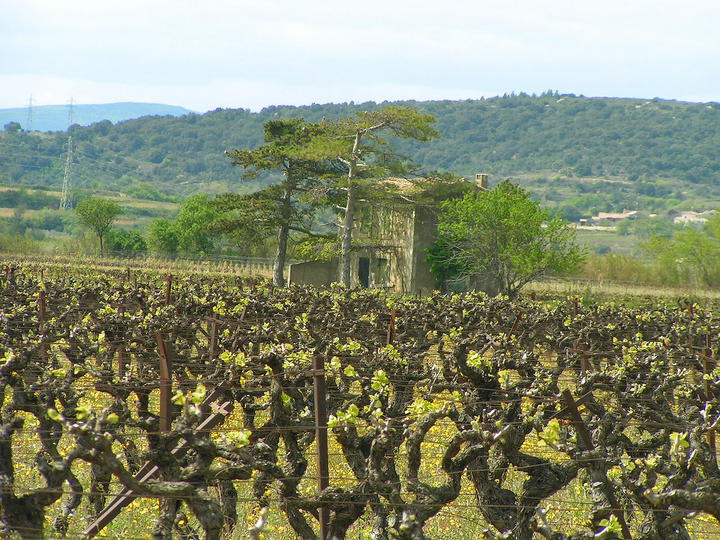 Un mas bien de chez nous
Mas typique de notre région route de Saint André de Sangonis
Mots-clés: Mas région vignes hérault languedoc roussillon Saint André Sangonis