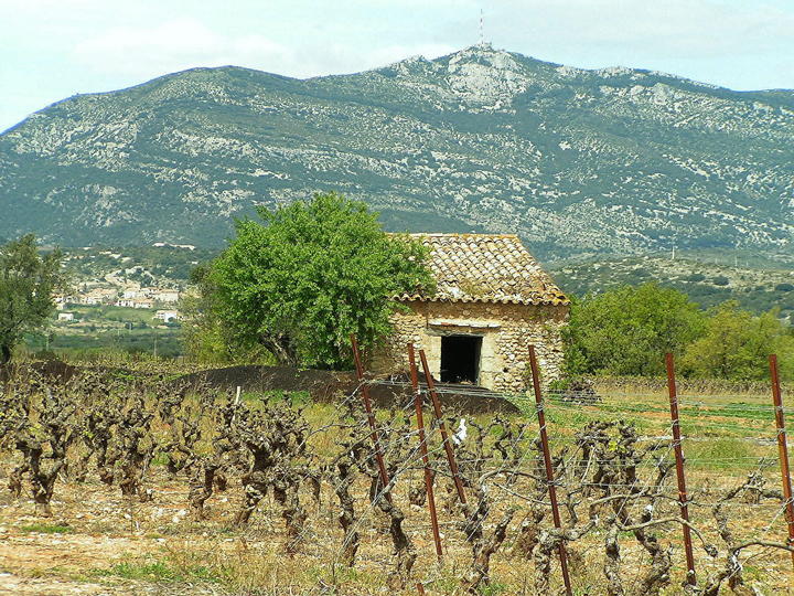 Mazet du côté de Jonquières
En se promenant du côté de Jonquières 
Mots-clés: Jonquières Mazet Hérault vigne Languedoc Roussilllon