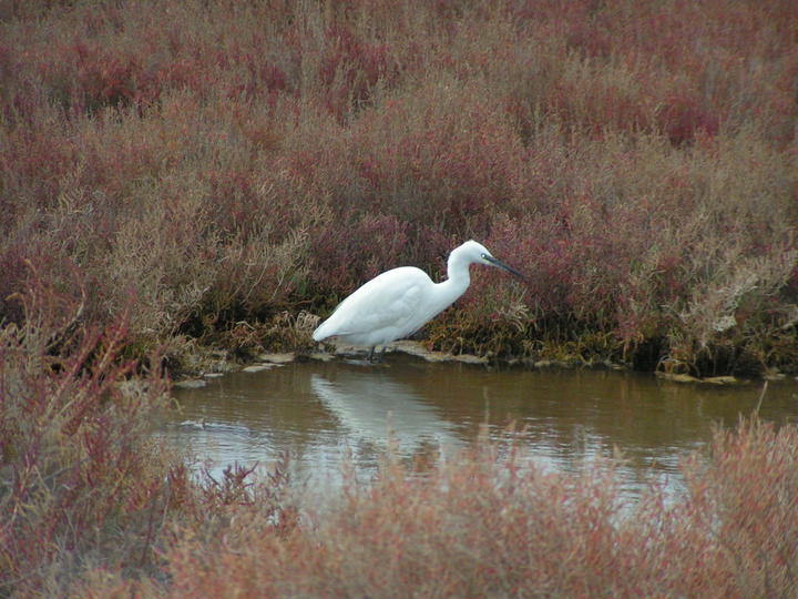 Aigrette sur le Biotope du Grec à Palavas les flots
