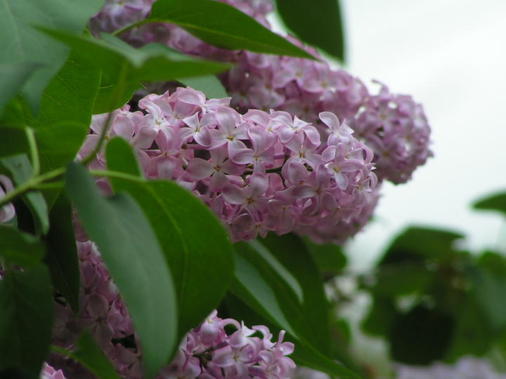 Des parfums de printemps
