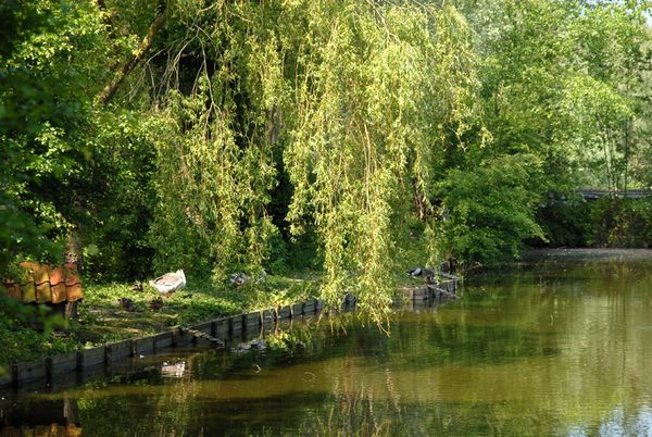 Saule pleureur Guînes St Joseph village
Mots-clés: Guînes