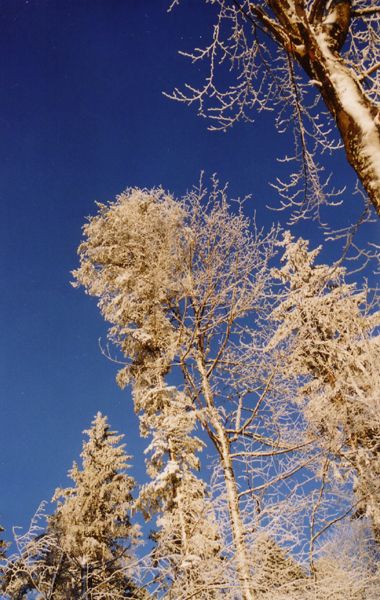 Arbres d'or Vosges
Vosges
Mots-clés: Vosges