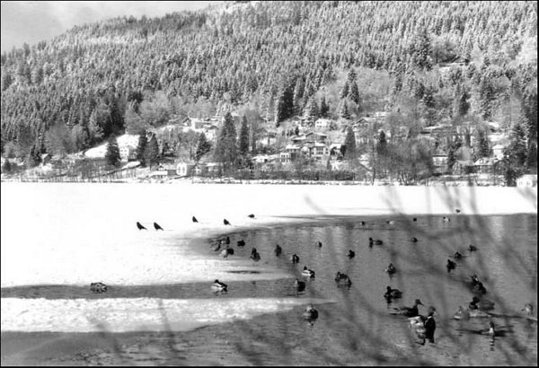 Canards sur gel :: Gérardmer
Lac de Gérarmer
Vosges
Mots-clés: Gérardmer