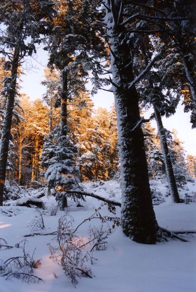 Sous-bois enneigé
Vosges
Mots-clés: Vosges
