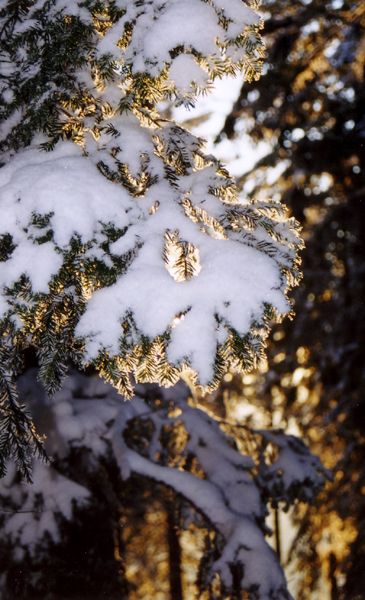 Neige vosgienne
Vosges
Mots-clés: Vosges