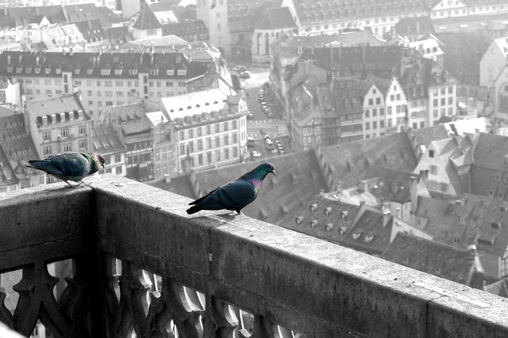 Strasbourg vue de la Cathédrale
Mots-clés: Strasbourg Bas Rhin Alsace France