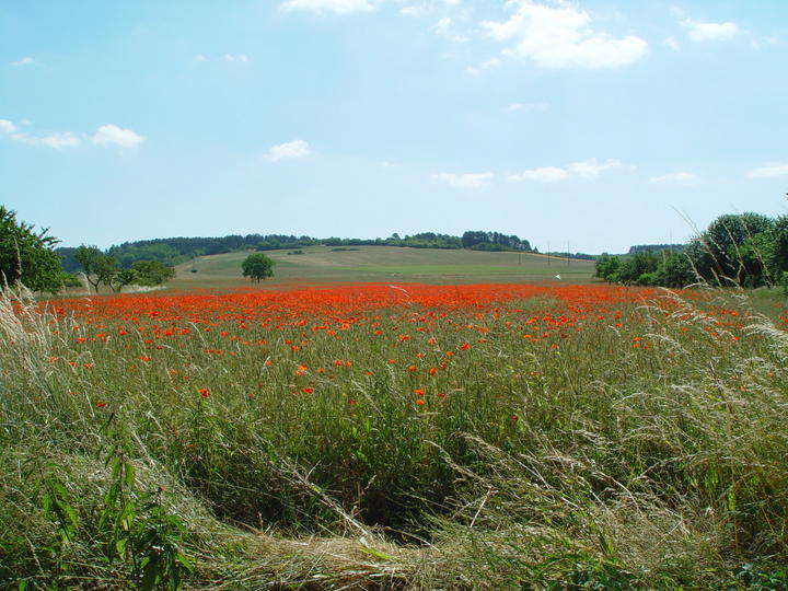 jolis coquelicots
Mots-clés: Champ sur Yonne