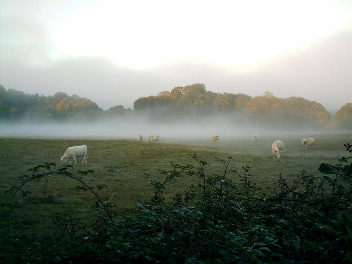 BRUME BOVINE
JP MIGNARD
Mots-clés: MORVAN