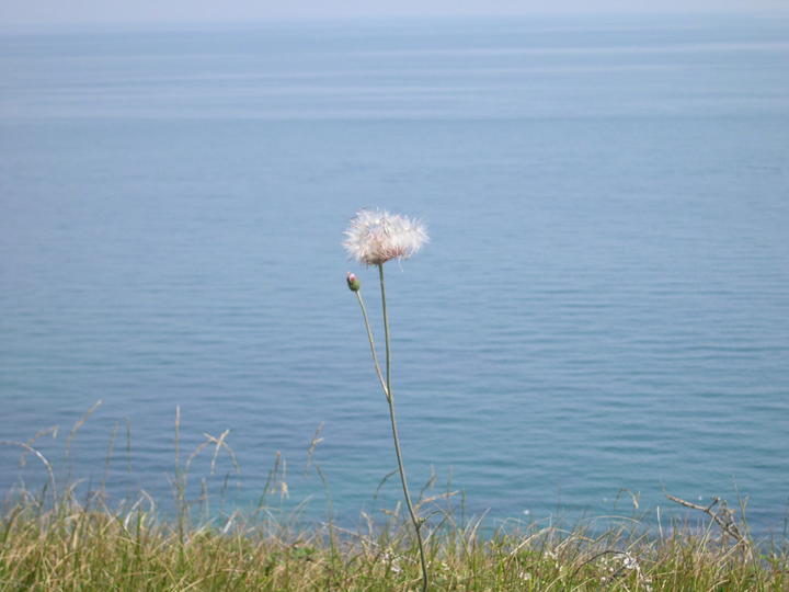 une fleur vue sur mer... Belle-Ile-en-Mer
sur la côte de Belle Ile en Mer
Mots-clés: Bretagne Morbihan Belle-Ile-en-Mer
