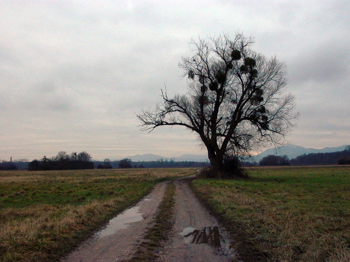 Chemin de l'éternité - Vallée du Rhin
Mots-clés: Alsace Rhin