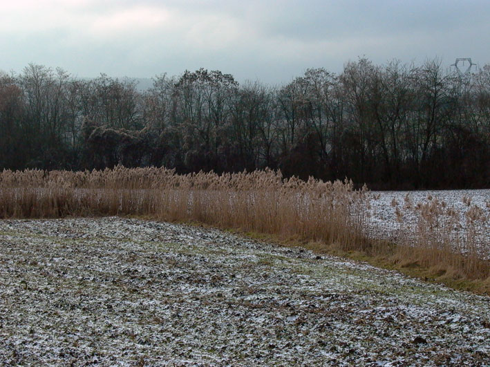 Paysage de la vallée du Rhin en hiver
hiver
Mots-clés: Rhin Alsace