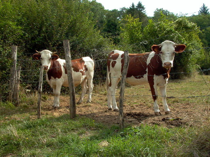 Jeunes vaches comtoises
vachement beau
Mots-clés: Haute-Saone