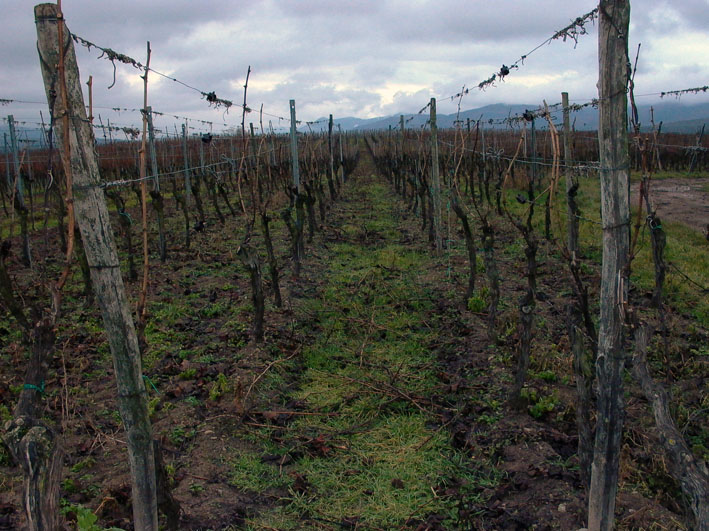Vignoble alsacien en hiver
Mots-clés: Alsace