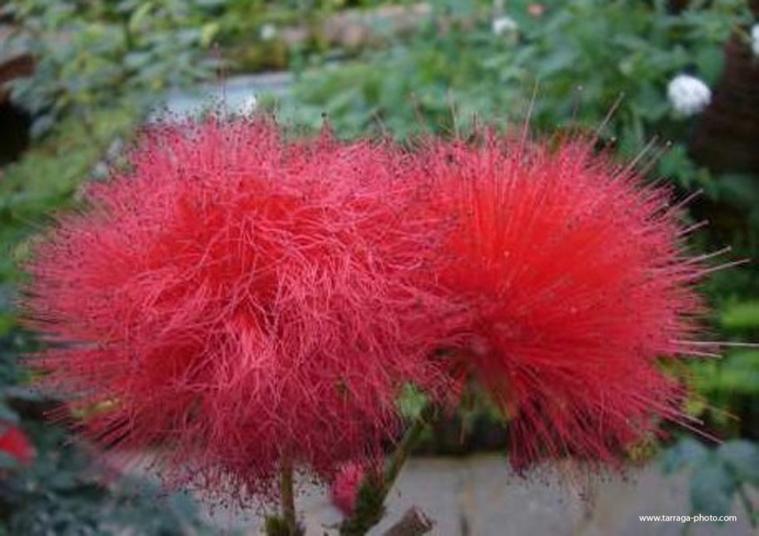Fleur de nouvelle-Calédonie
fleur de caledonie
