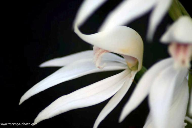 Fleur de nouvelle-Calédonie
Ochidée
