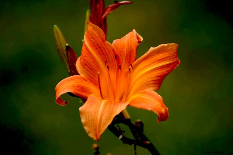 Fleur de nouvelle-Calédonie
Iris de nouvelle calédonie
