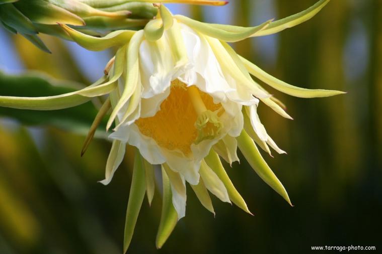 Fleur de nouvelle-Calédonie
fleur de cactus
