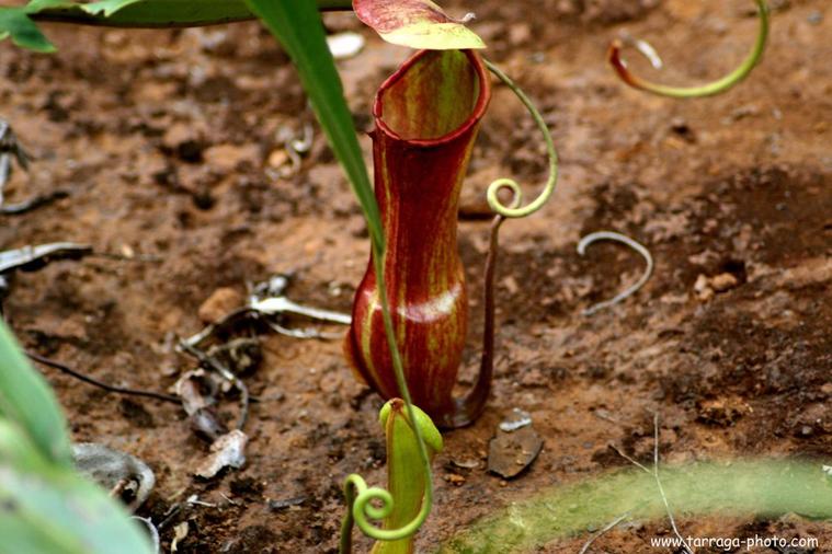 Fleur de nouvelle-Calédonie
Gourde du mineur fleur carnivore
