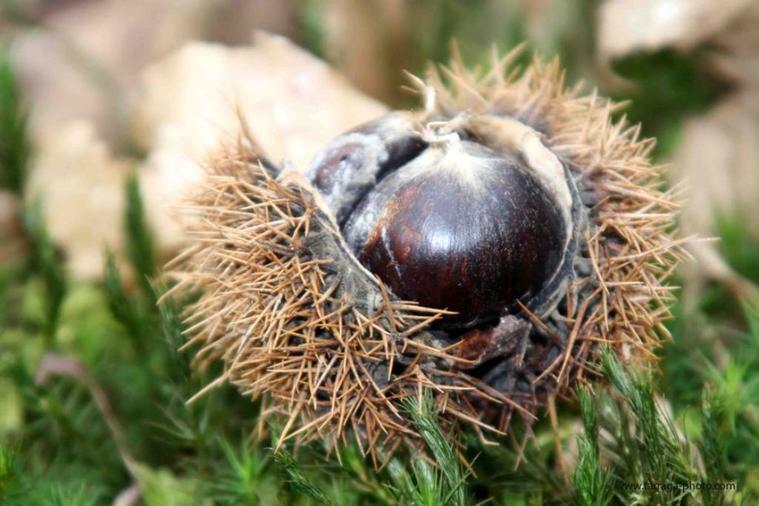 Marron de Troche Arnac Pompadour
Marron de Troche
