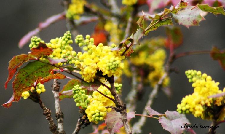 Fleurs des bois de Troche Arnac Pompadour
Fleurs des bois de Troche
