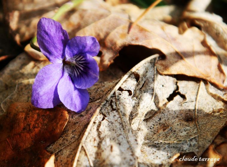 Fleur des bois de Troche a côté de Arnac-Pompadour
Fleur des bois de Troche a côté de Arnac-Pompadour
