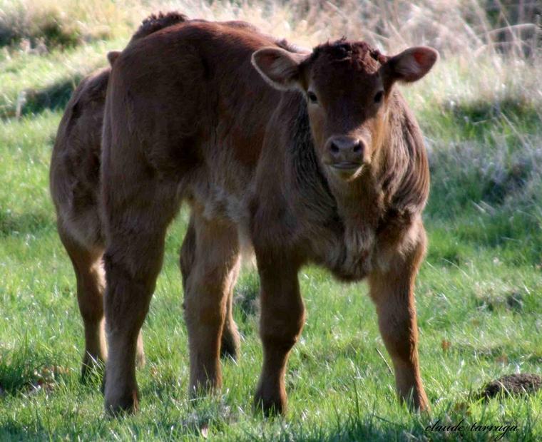 Veau de la race des limousines Arnac Pompadour
Veau de la race des limousine
