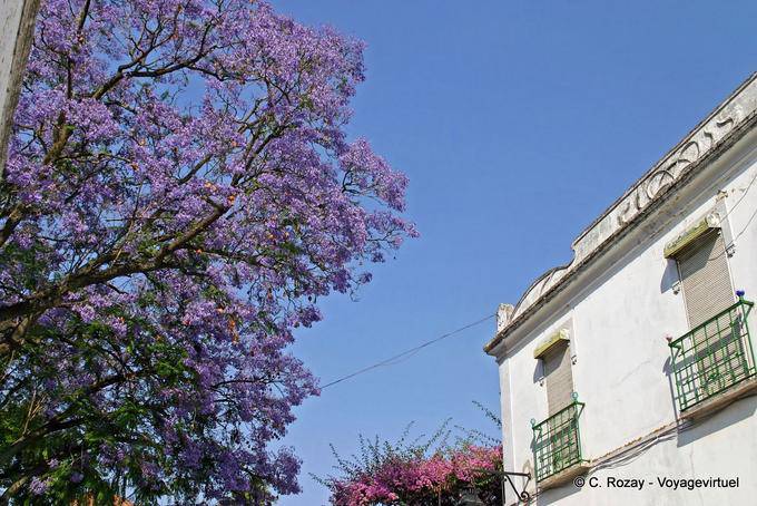 Jacaranda, l'arbre violet, Évora - Portugal
