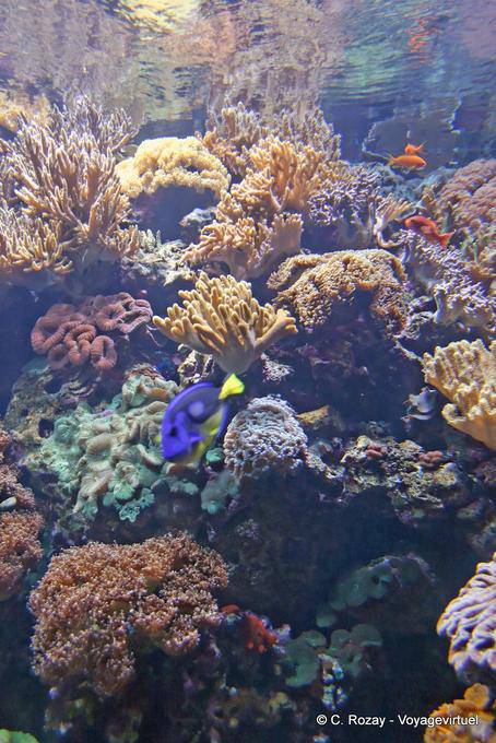 Coraux de l'Oceanarium de Lisbonne - Portugal