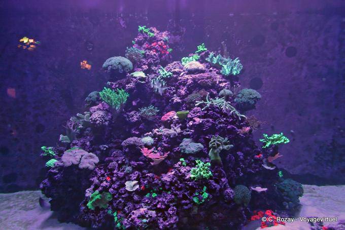 Anémones, coraux et méduses, Oceanarium, Lisbonne - Portugal