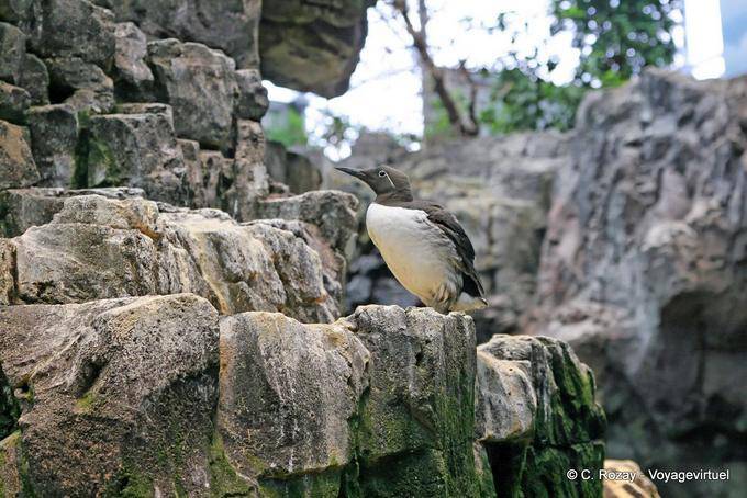 Guillemot de Troïl, Oceanarium, Lisbonne - Portugal