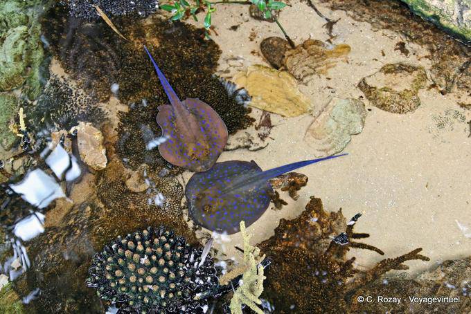 Rencontres de raies, Oceanarium, Lisbonne - Portugal