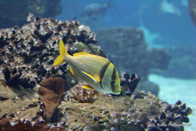 Sargo Peixes Ósseos, Oceanário, Lisbonne - Portugal