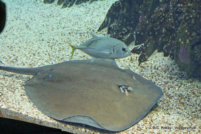Une raie, (Uge-redonda), Oceanarium, Lisbonne - Portugal