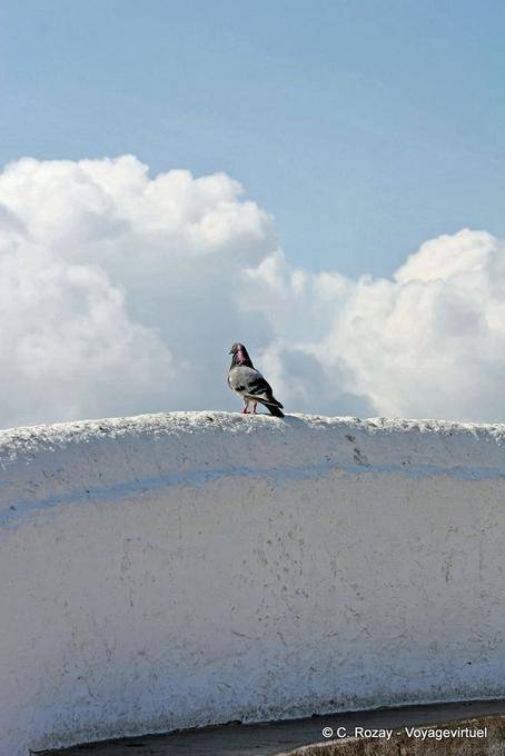 Le pigeon devant le vide, Nazaré - Portugal