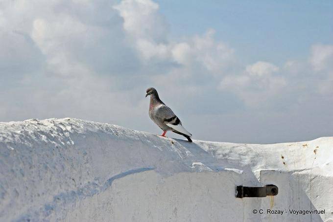 Un pigeon sur le mur du promontoire surplombant la mer, Nazaré - Portugal