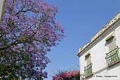 Jacaranda, l'arbre violet, Évora, Portugal.