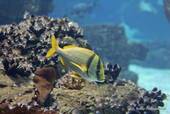 Sargo Peixes Ósseos, Oceanário, Lisbonne, Portugal.