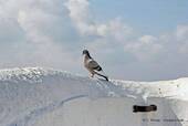 Un pigeon sur le mur du promontoire surplombant la mer, Nazaré, Portugal.