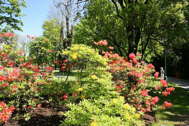Rhododendrons en fleurs, Kralovska Zahrada, Jardins Royaux - Prague, République Tchèque