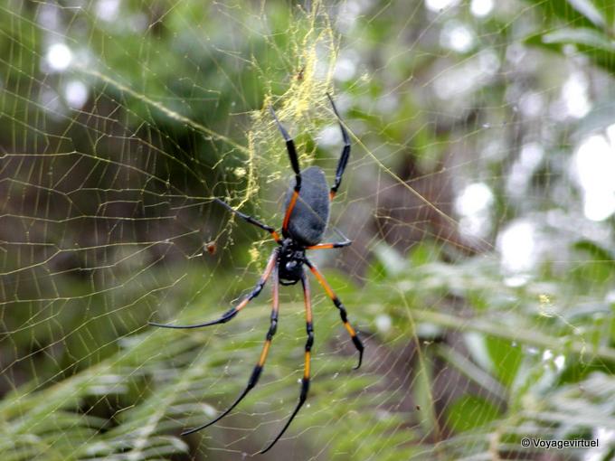 Araignée arboricole rencontrée en randonnée vers le Dimitile - La Réunion