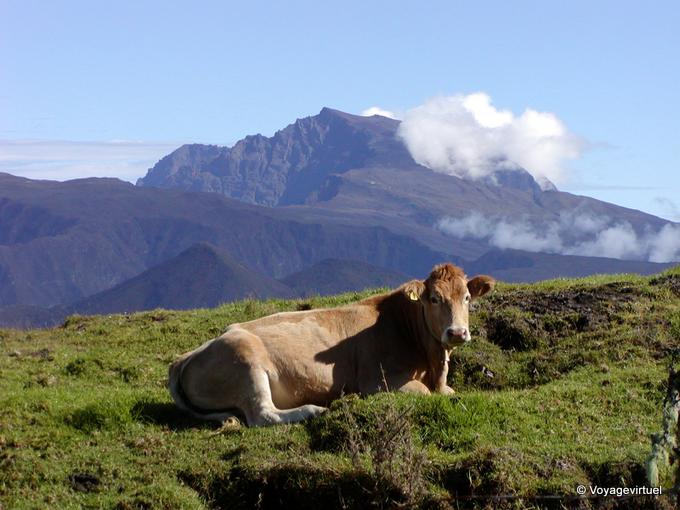 Une vache, dos au piton des Neiges - La Réunion