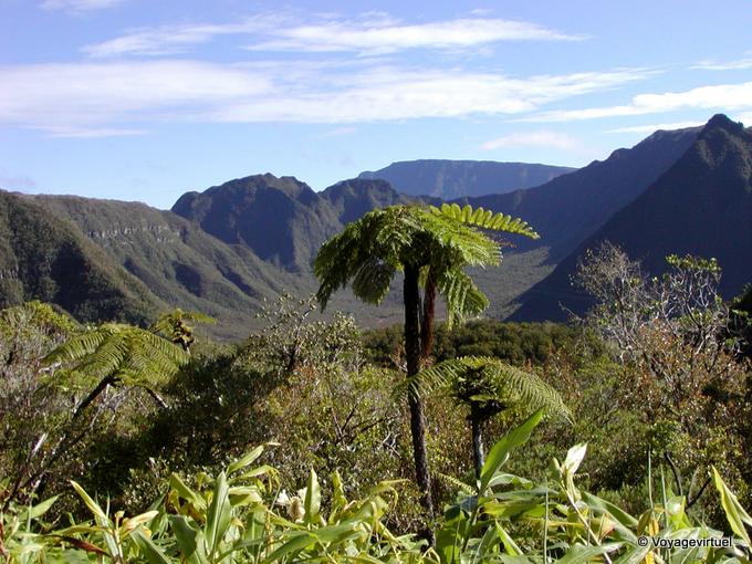 Fougère arborescente devant un cirque montagneux - La Réunion