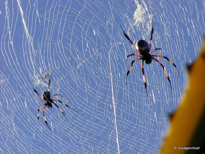 La toile des araignées Nephila nigra - La Réunion